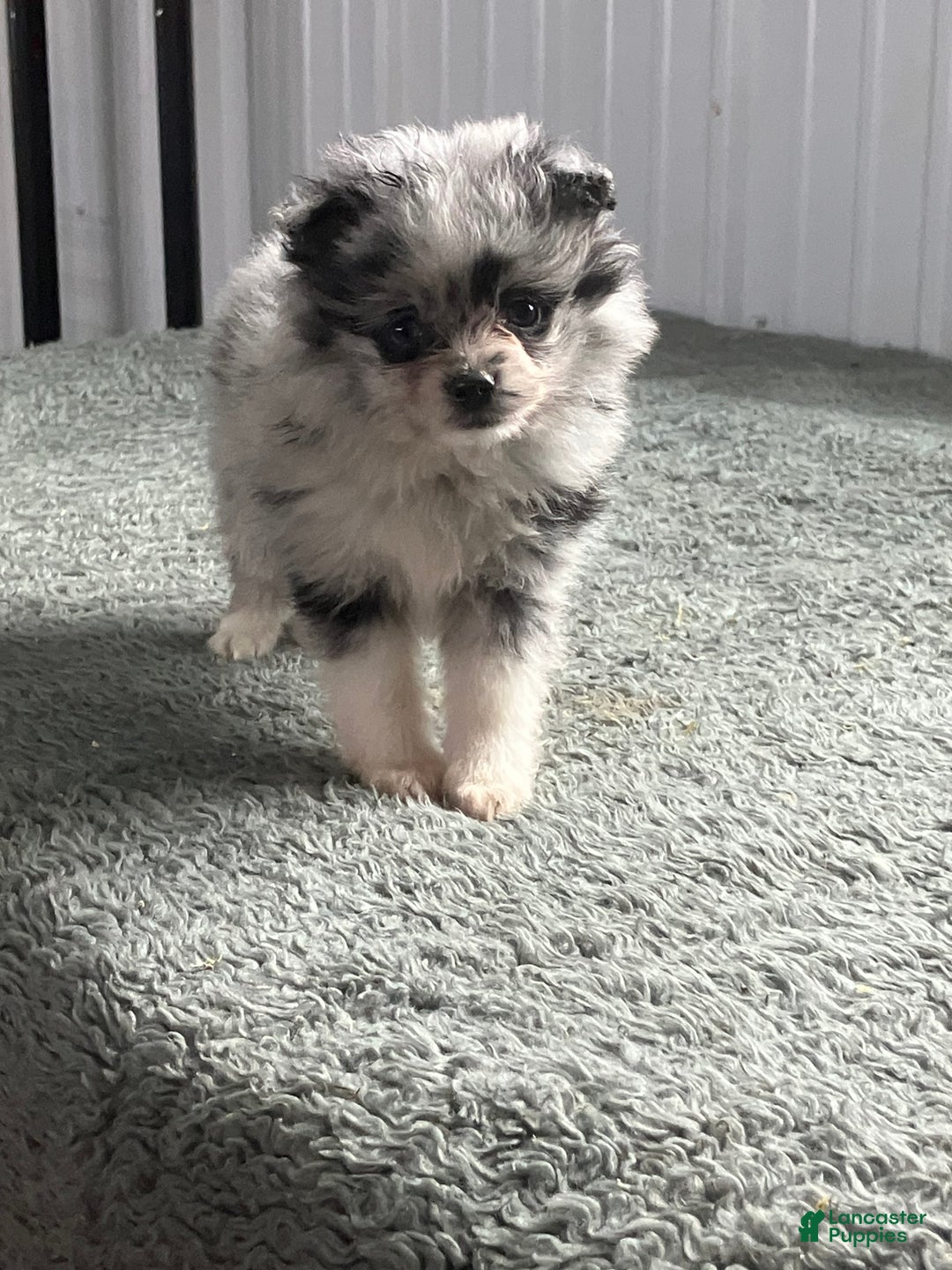 Mixed Breed dogs for sale: Julie - Ad 1