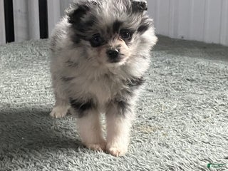 Mixed Breed dogs Julie - Ad 15