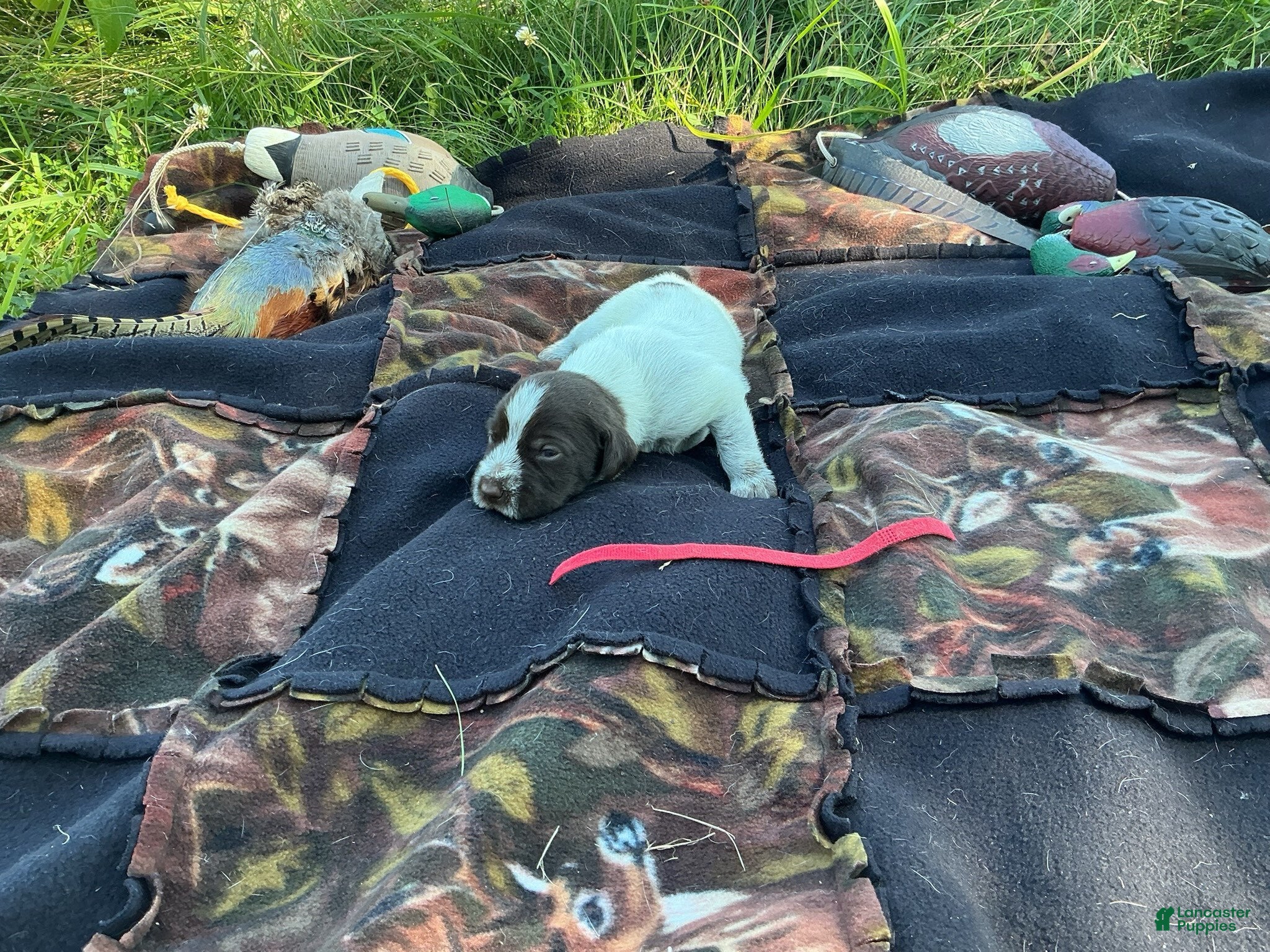 Wirehaired Pointing Griffon dogs Wirehaired Pointing Griffon Male 1 - Ad 31