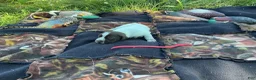 Wirehaired Pointing Griffon dogs for sale: Wirehaired Pointing Griffon Male 1 - Ad 1