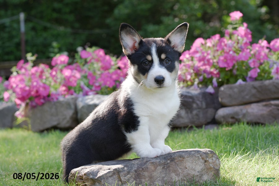 Welsh Corgi Pembroke dogs Ollie - Ad 1