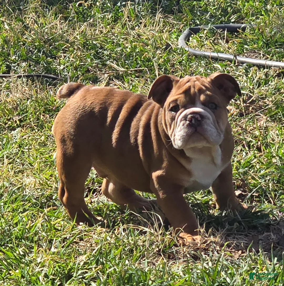 English Bulldog dogs for sale: Garmadon - Ad 2