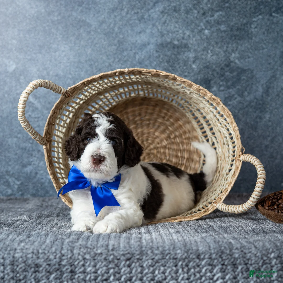 Goldendoodle dogs for sale: Mr. Latte - Ad 1