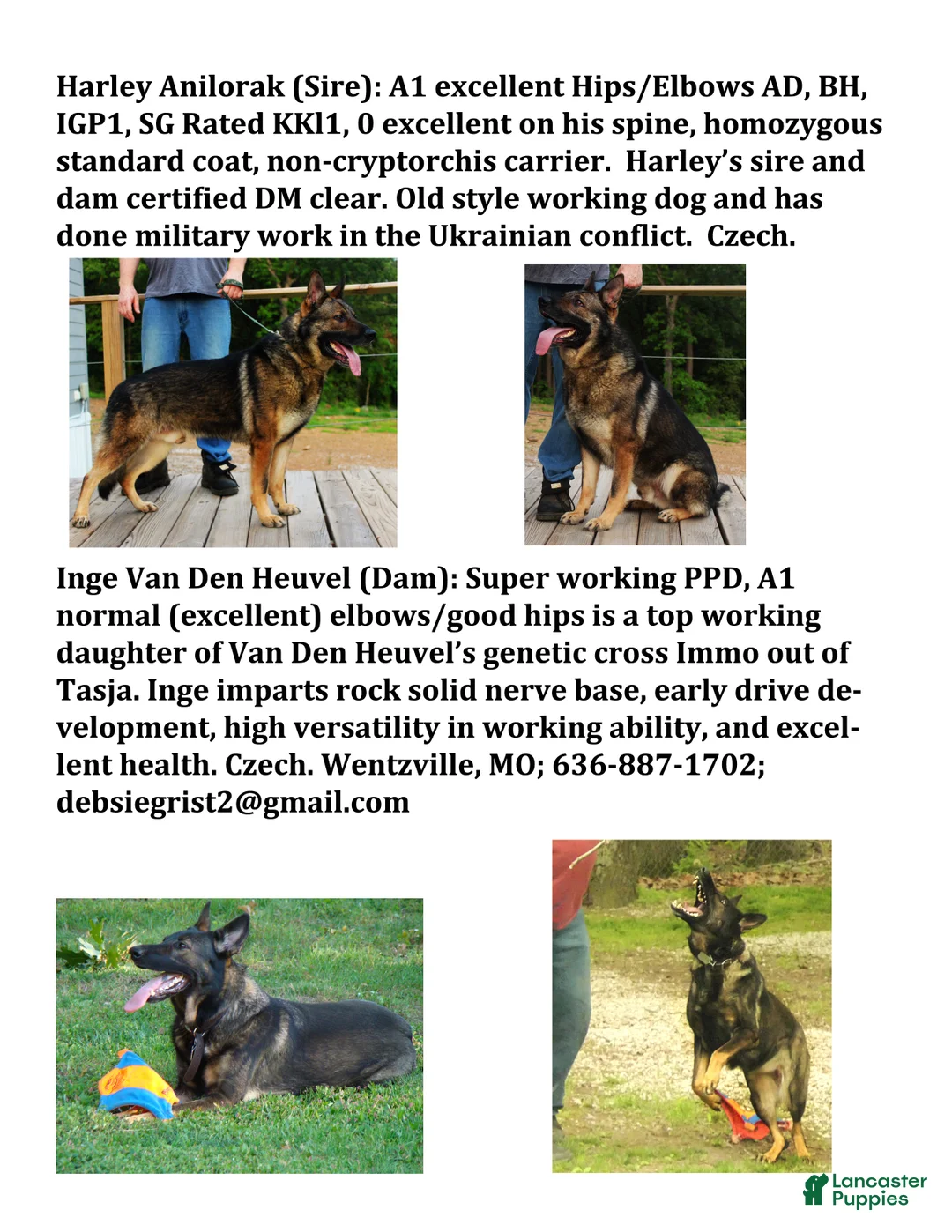 German Shepherd dogs for sale: Purple Boy - Ad 6