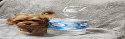 Cavapoo dogs for sale: Hershey - Ad 36