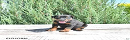 Doberman Pinscher dogs for sale: Luna  - Ad 4