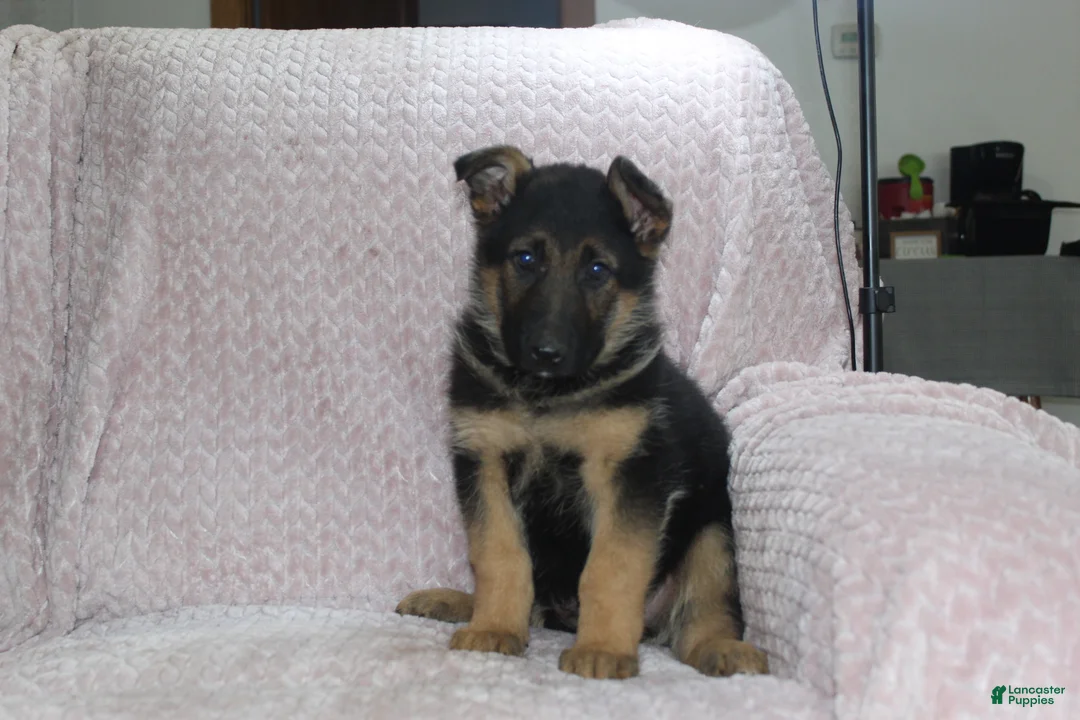 German Shepherd dogs for sale: Axel - Ad 2