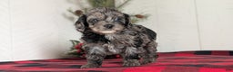 Cockapoo dogs for sale: Sophie - Ad 8