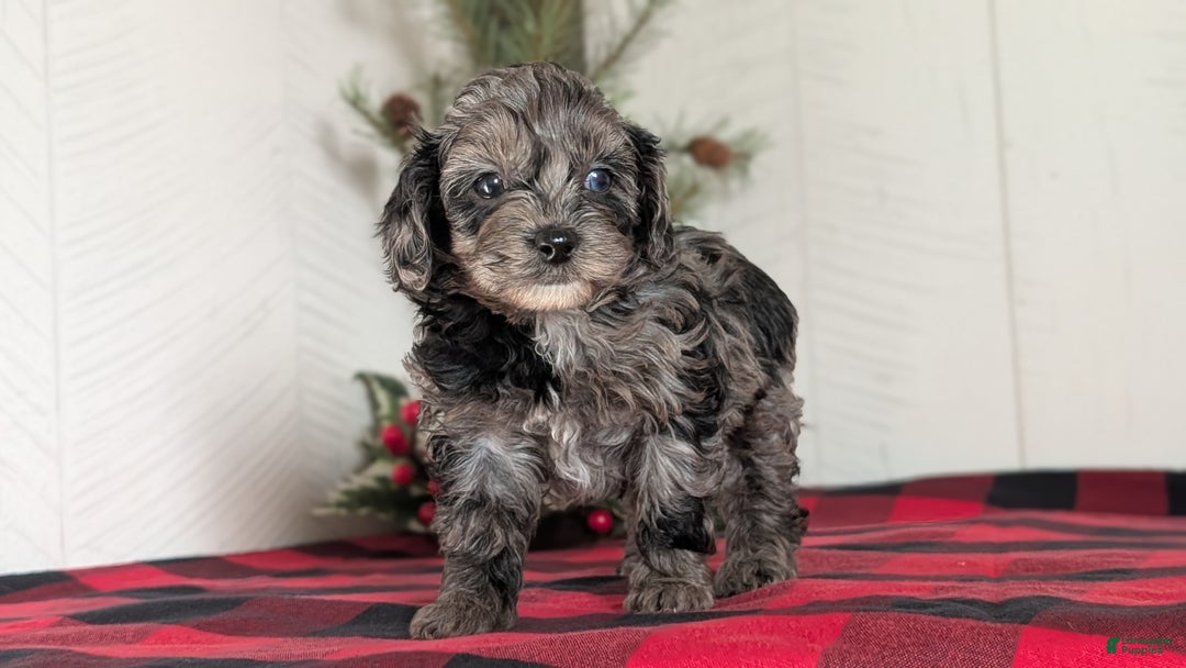 Cockapoo dogs for sale: Sophie - Ad 8
