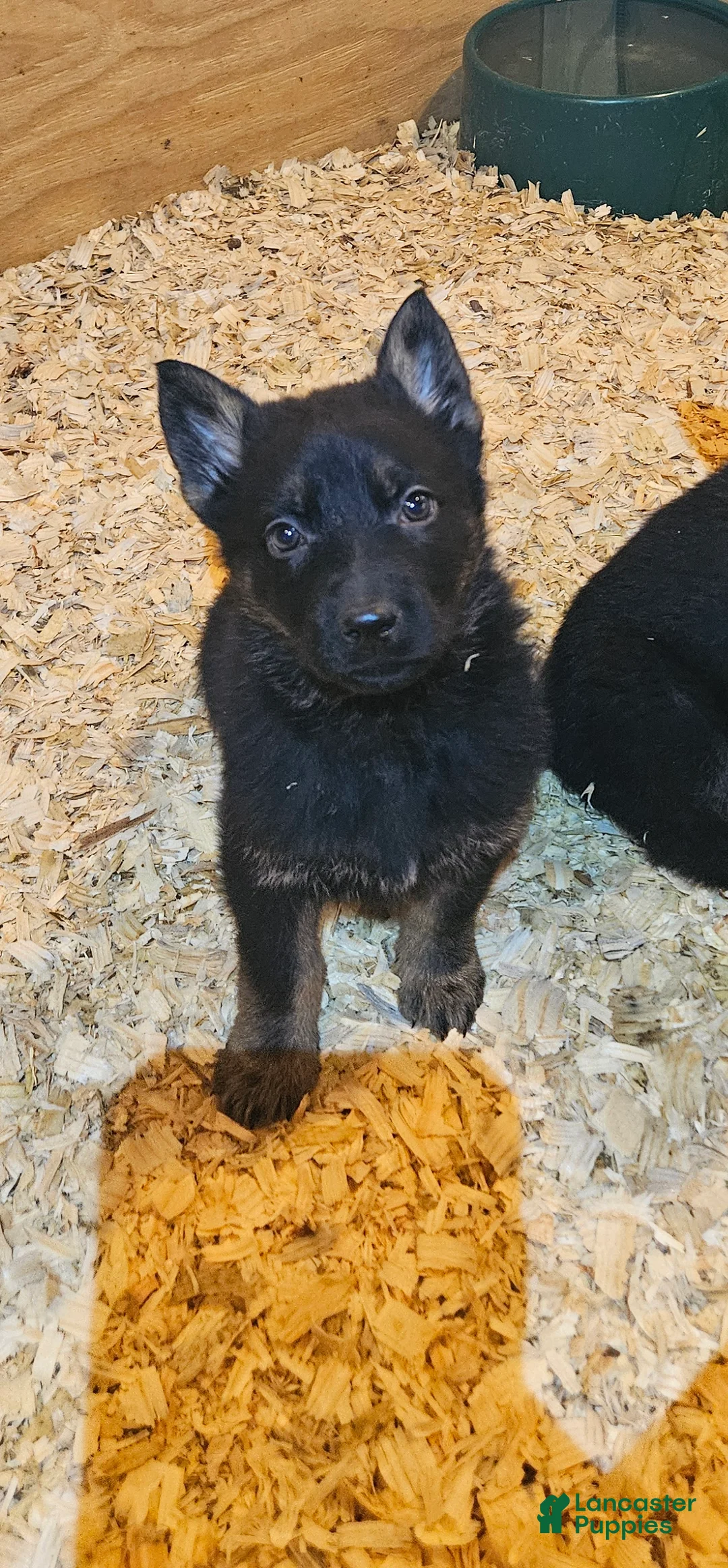 German Shepherd dogs for sale: German Shepherd Puppy 3 - Ad 1