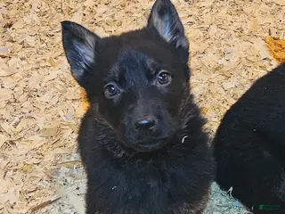 German Shepherd dogs for sale: German Shepherd Puppy 3 - Ad 4