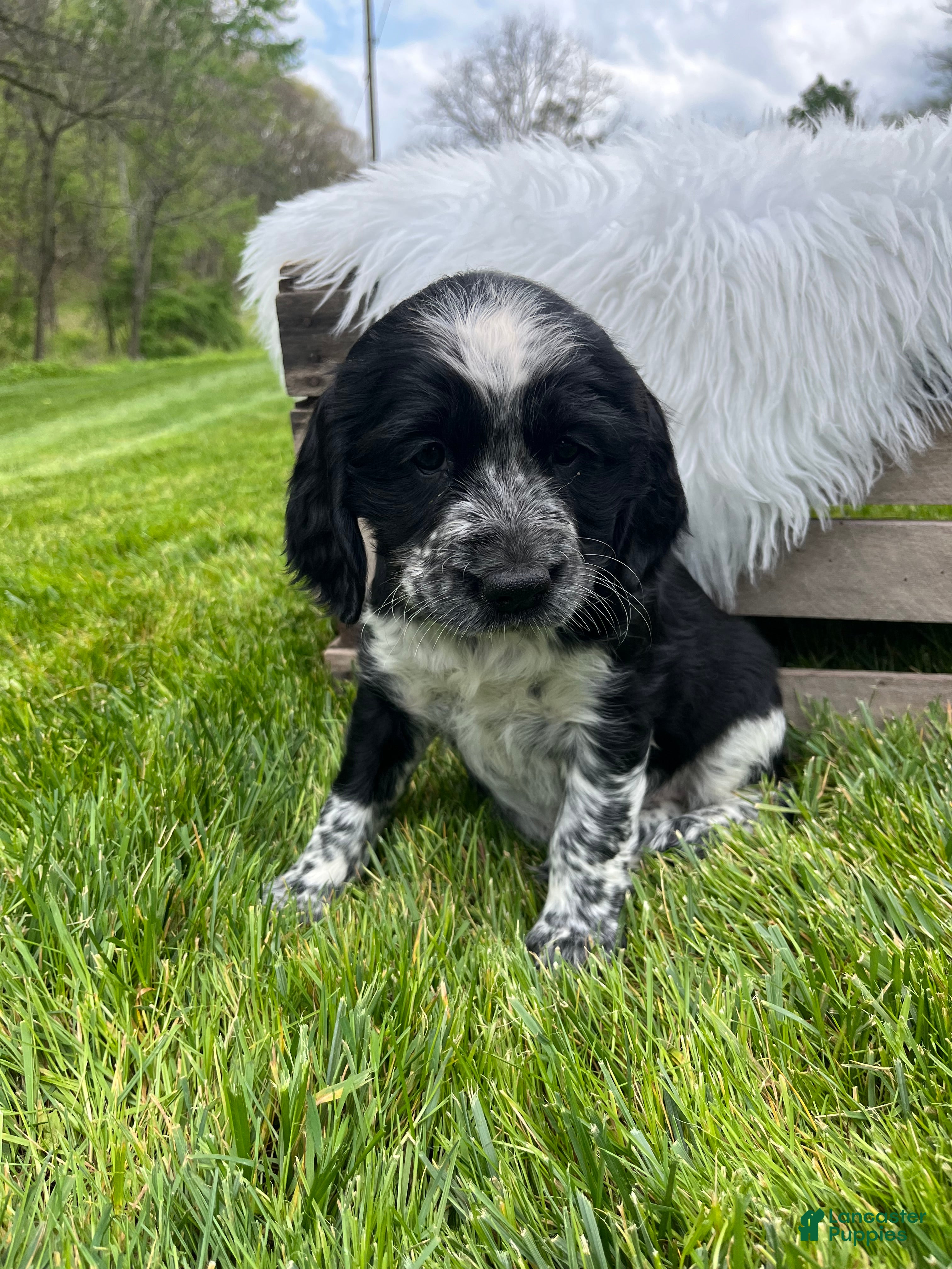 English Springer Spaniel dogs Pansy - Ad 2