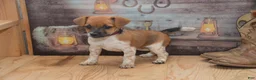 Jug dogs for sale: Fern - Ad 6