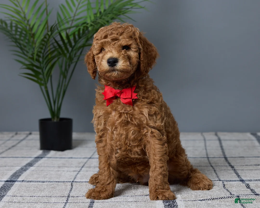 Mini Goldendoodle dogs for sale: Carson - Ad 1