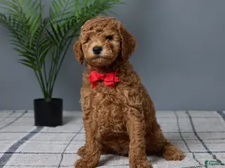 Mini Goldendoodle dogs for sale: Carson - Ad 4