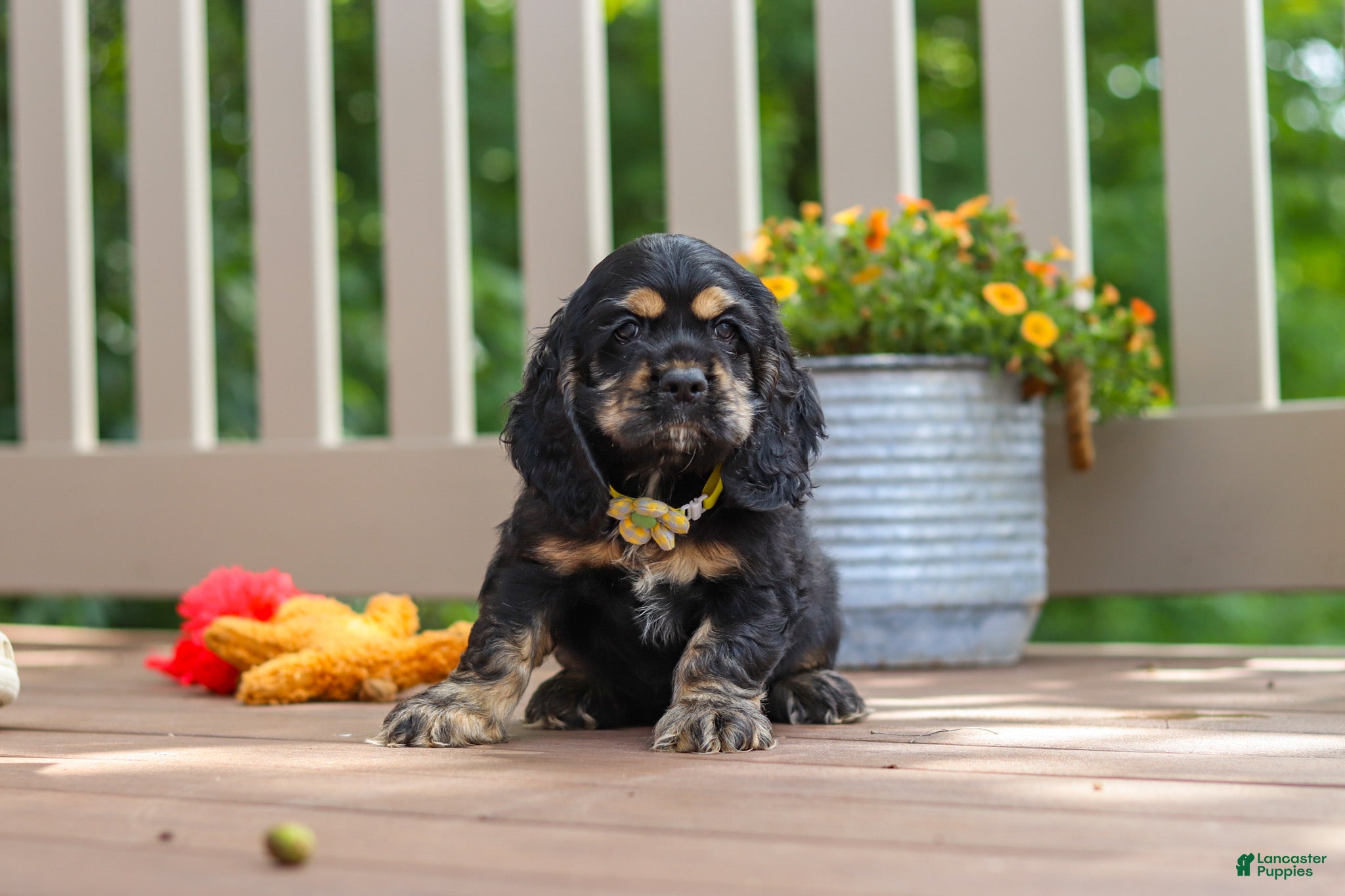 Cocker Spaniel dogs Bentley - Ad 2