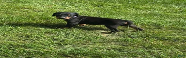 Doberman Pinscher 1