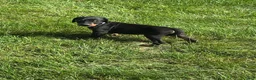 Doberman Pinscher dogs for sale: Doberman Pinscher 1 - Ad 1