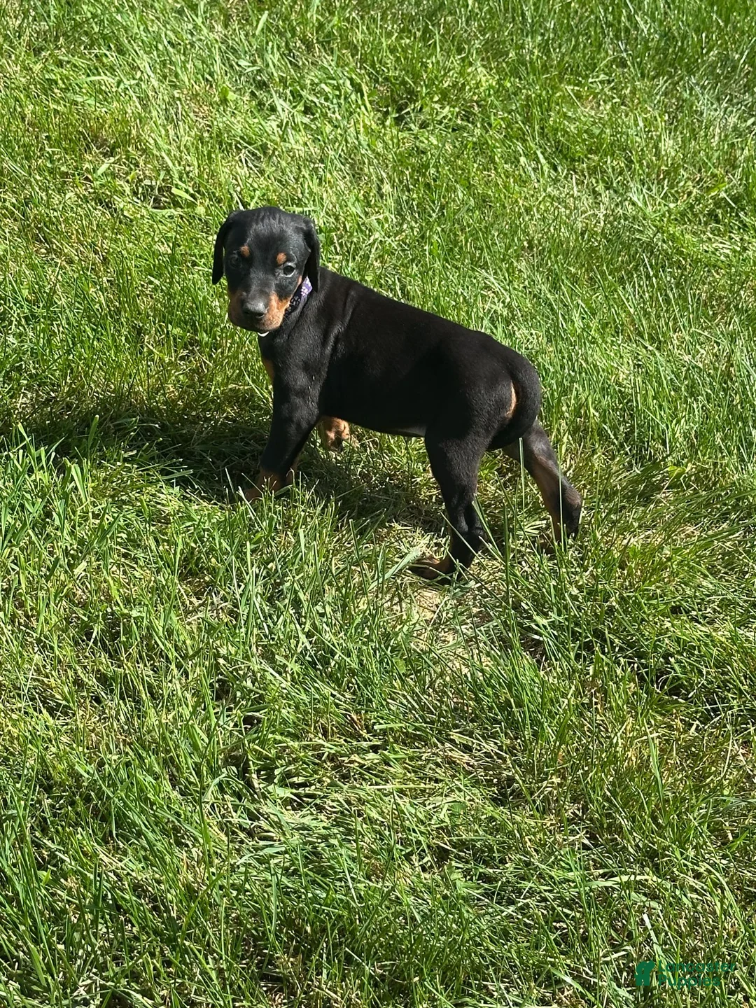 Doberman Pinscher dogs for sale: Doberman Pinscher 1 - Ad 1
