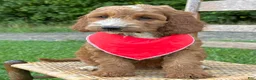 Irish Doodle dogs for sale: Maggie - Ad 7