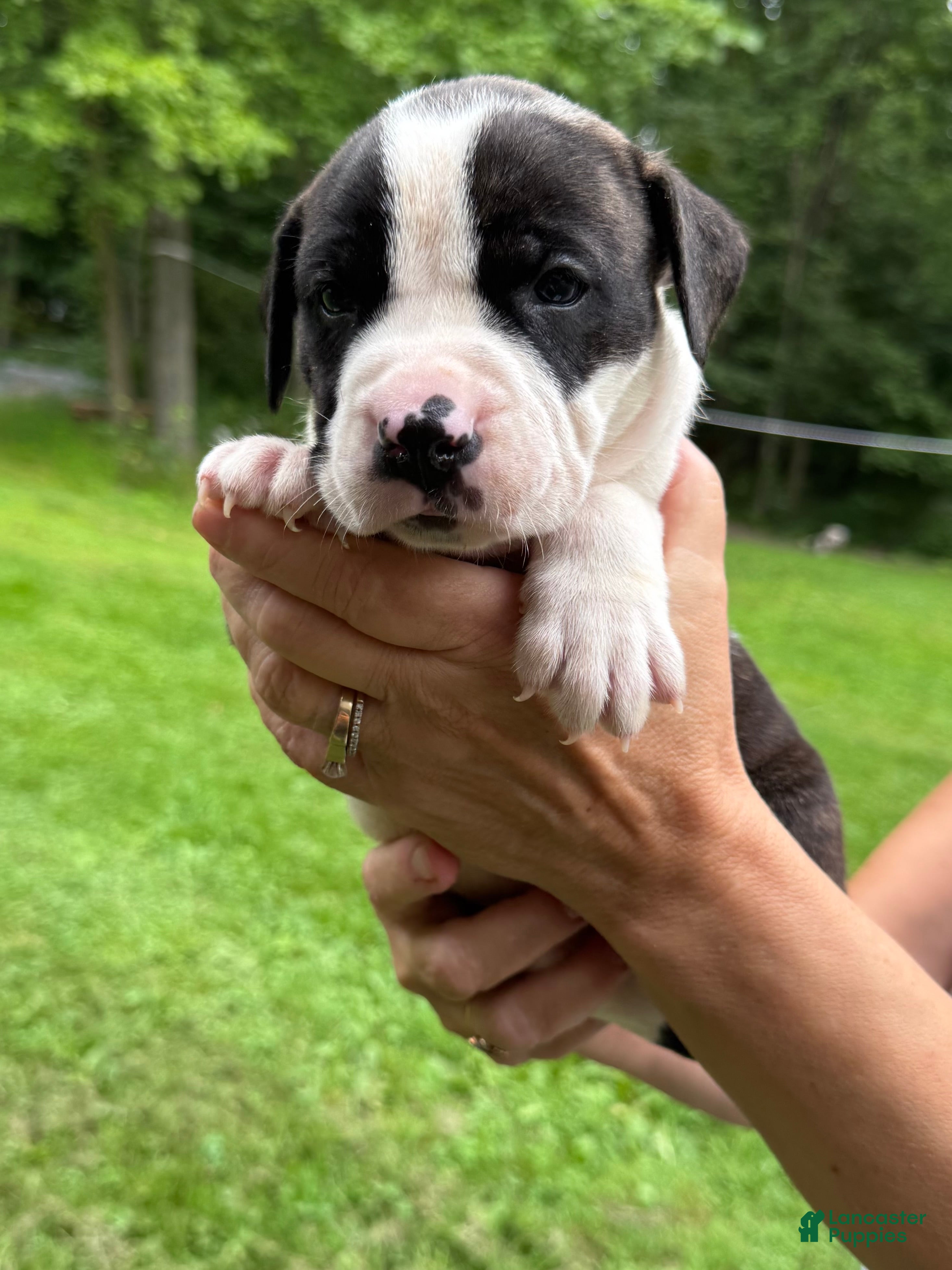 American Bulldog dogs Male 3 - Ad 1