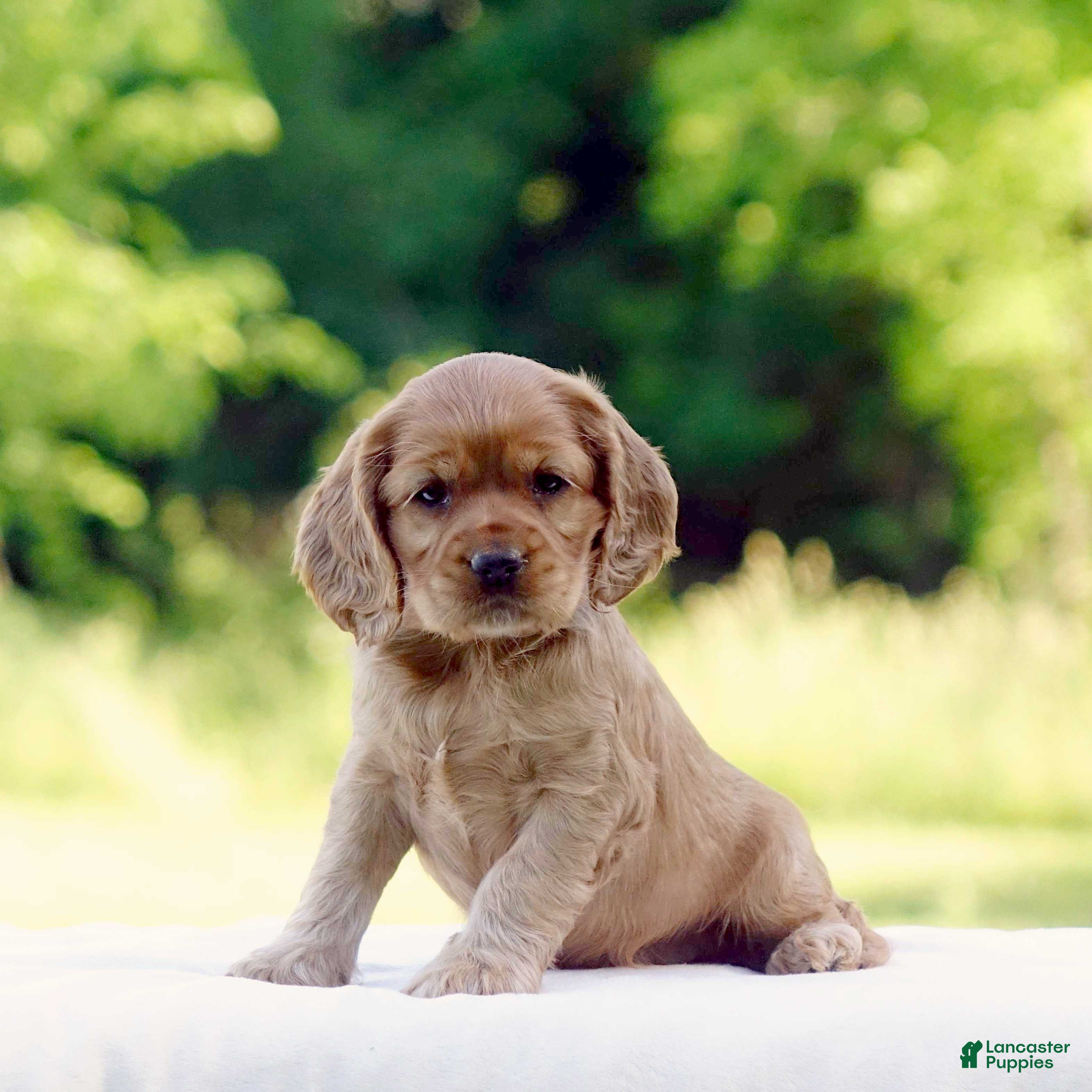 Cocker Spaniel dogs Tanya - Ad 1