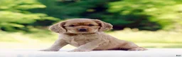 Cocker Spaniel dogs for sale: Tanya - Ad 1