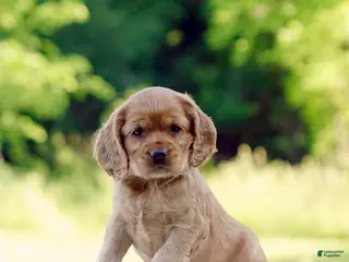 Cocker Spaniel dogs for sale: Tanya - Ad 2