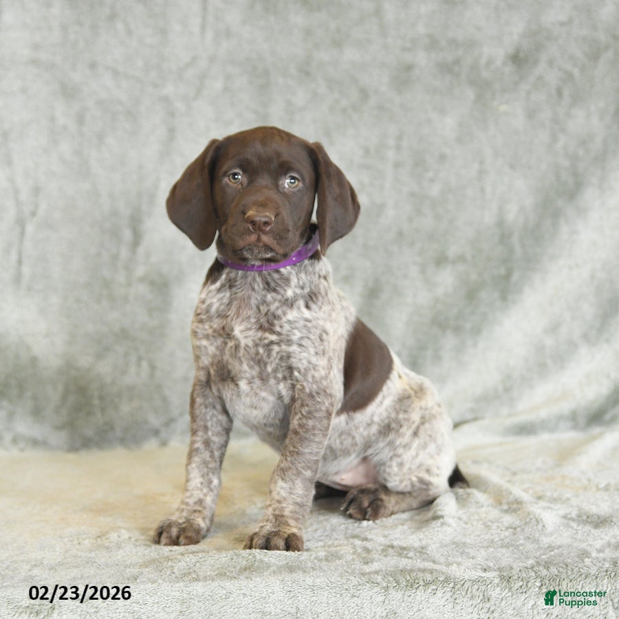 German Shorthaired Pointer dogs Brenda - Ad 2