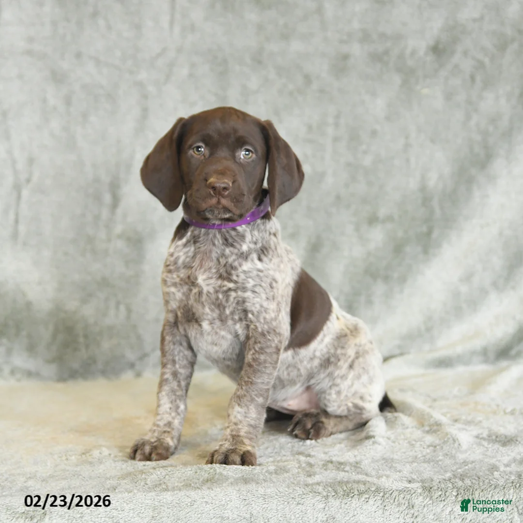 German Shorthaired Pointer dogs for sale: Brenda - Ad 2