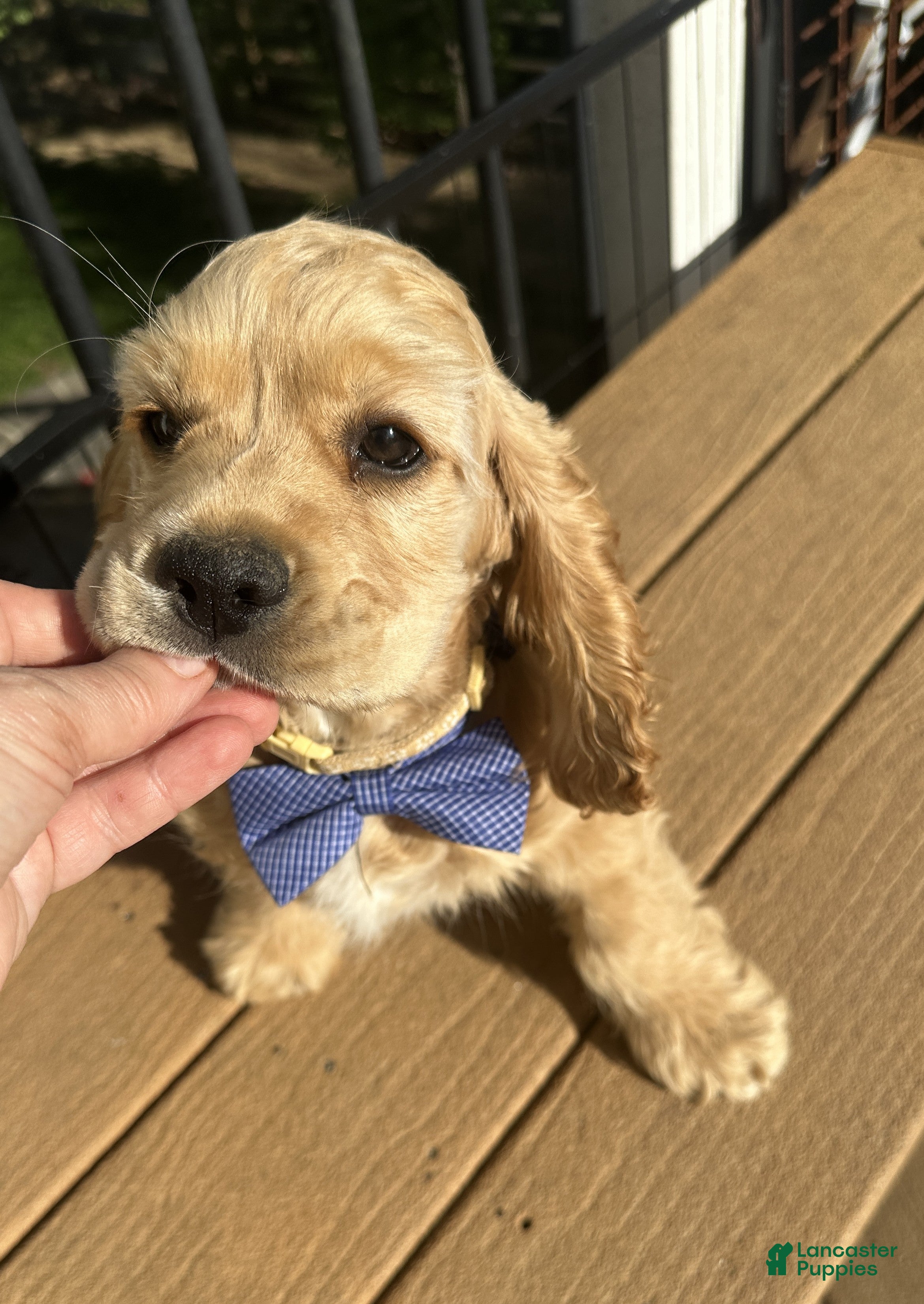 Cocker Spaniel dogs AKC - Cody Cocker Spaniel Puppy  - Ad 1