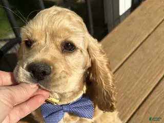 Cocker Spaniel dogs for sale: AKC - Cody Cocker Spaniel Puppy - Ad 1