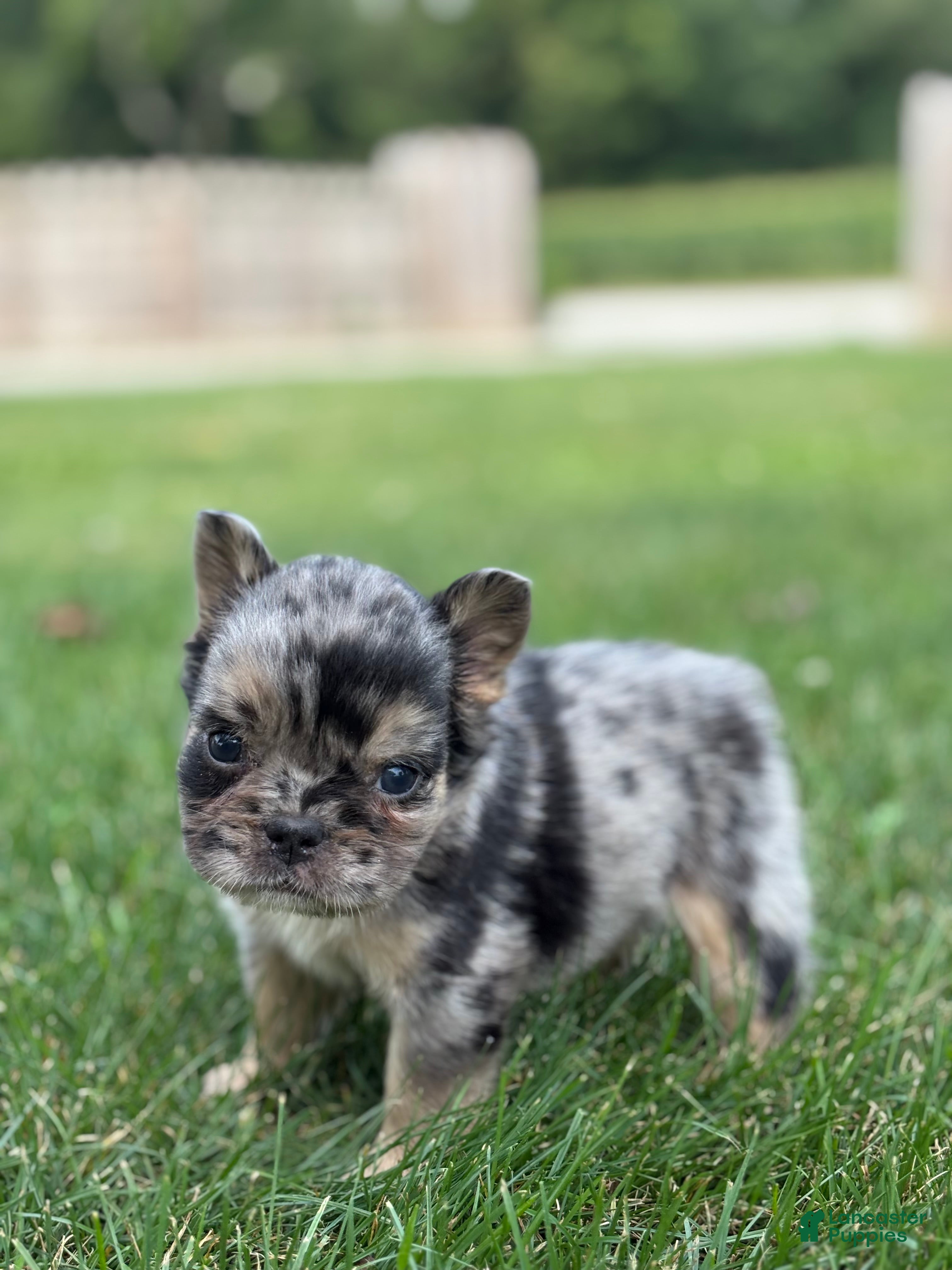 French Bulldog dogs Bryson - Ad 1