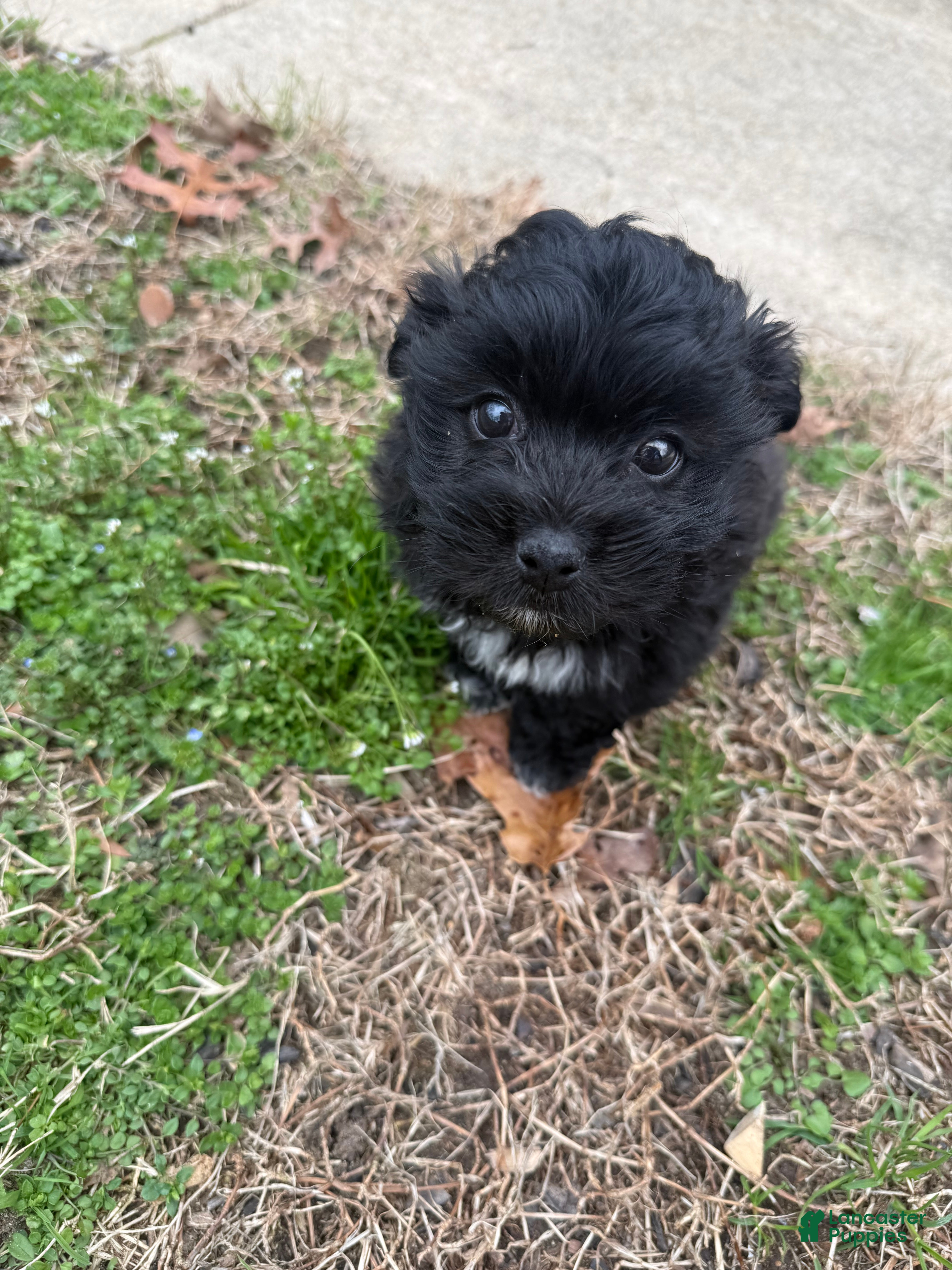 Shih Tzu dogs Shih Tzu Puppy 2 - Ad 2