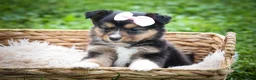 Mixed Breed dogs for sale: Goldie Mae🎀 - Ad 17