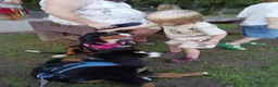 Bernese Mountain Dog dogs for sale: Bernese Mountain Dog 2 - Ad 40
