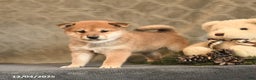 Shiba Inu dogs for sale: Taffy - Ad 3