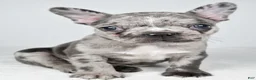 Frenchton dogs for sale: Franklin - Ad 4