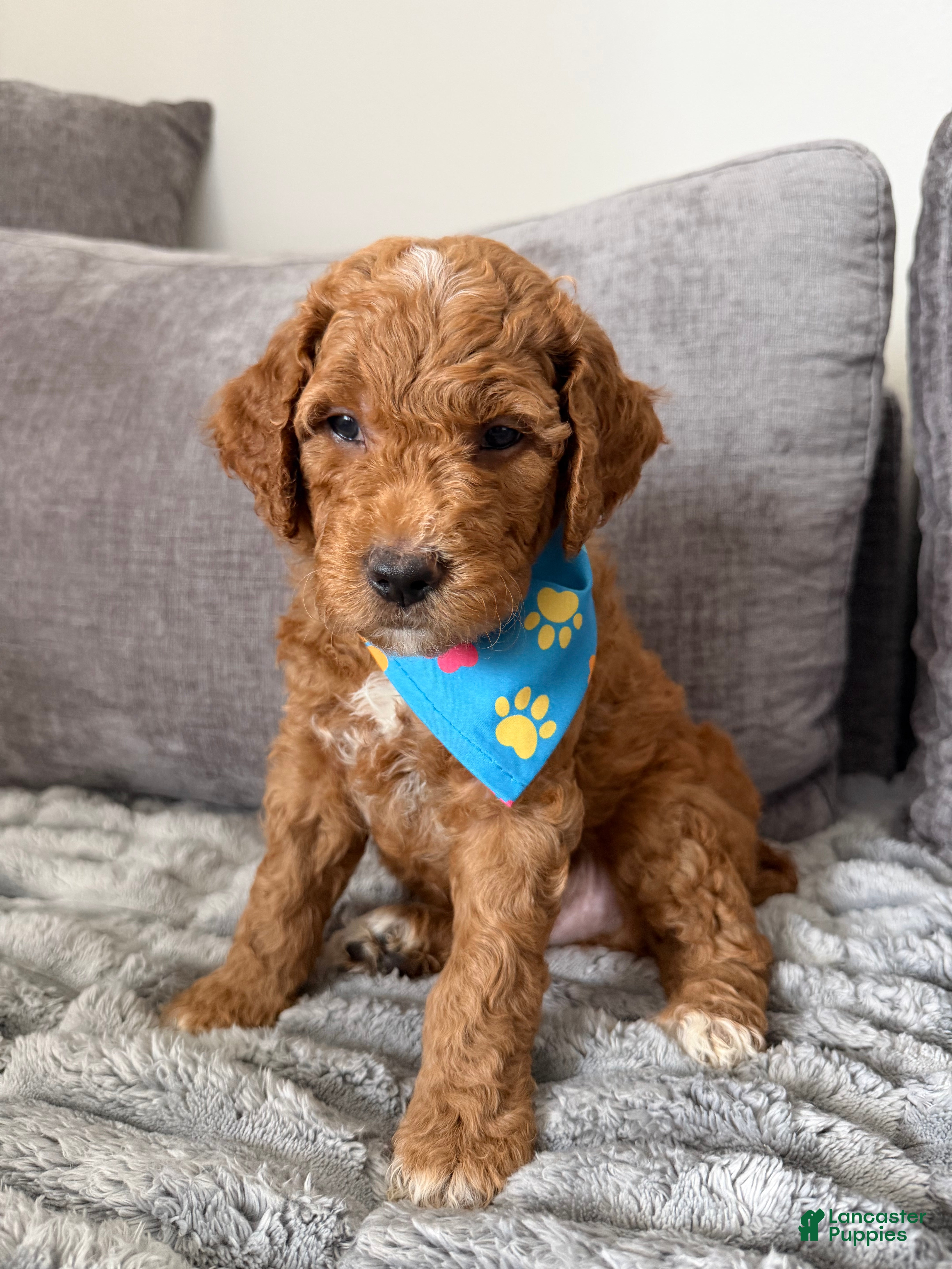 Goldendoodle dogs Scout - Ad 25