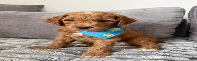 Scout