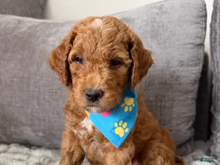 Goldendoodle dogs Scout - Ad 16
