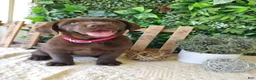 Labrador Retriever dogs for sale: Iris - Ad 8