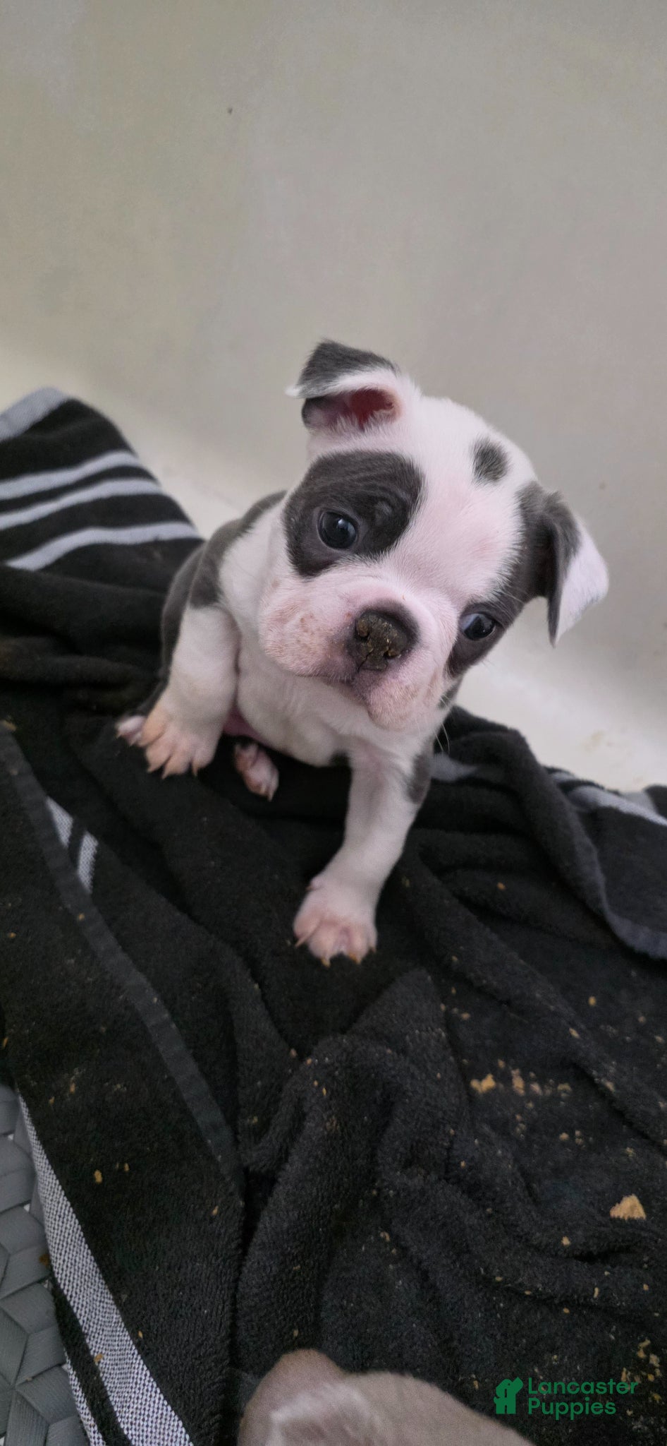 Boston Terrier dogs Blueberry  - Ad 2
