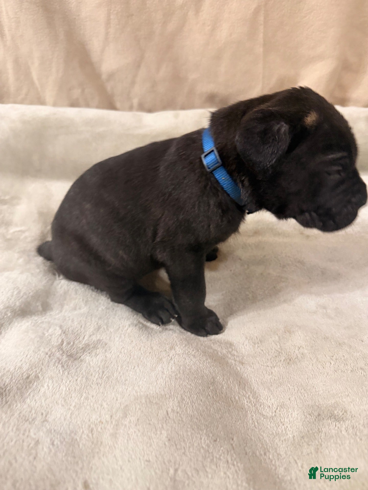 Cane Corso dogs Dark blue - Ad 1