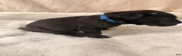 Cane Corso dogs for sale: Dark blue - Ad 1