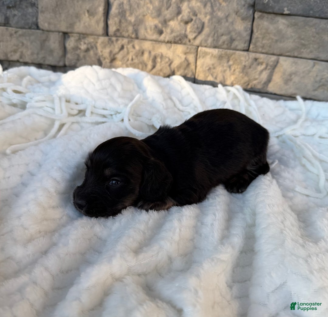 Miniature Dachshund dogs for sale: Duke - Ad 3