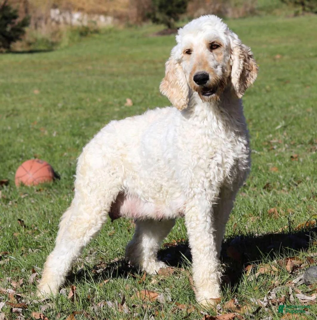 Goldendoodle dogs for sale: Goldendoodle Puppy 1 - Ad 3