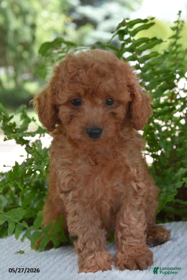 Cockapoo dogs Keaton - Ad 2