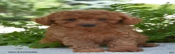 Cockapoo dogs for sale: Keaton - Ad 2