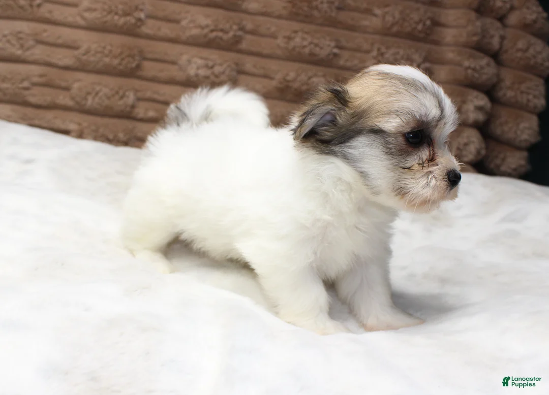 Havanese dogs for sale: Luna - Ad 2